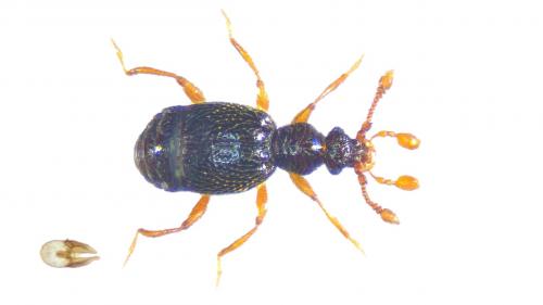 Bythinus macropalpus